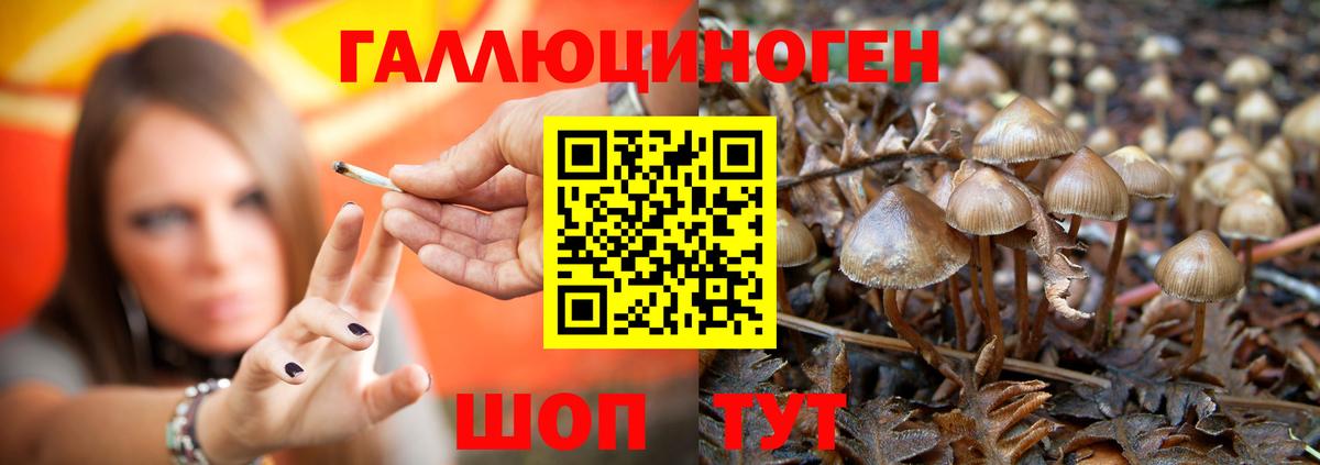 Галлюциногенные грибы мицелий Владивосток